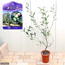 (観葉植物)果樹苗 オリーブの木 ミッション 5~6号(1鉢) 家庭菜園