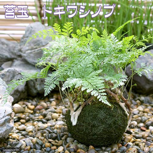 （観葉植物）苔玉　トキワシノブ（1個）【HLS_DU】