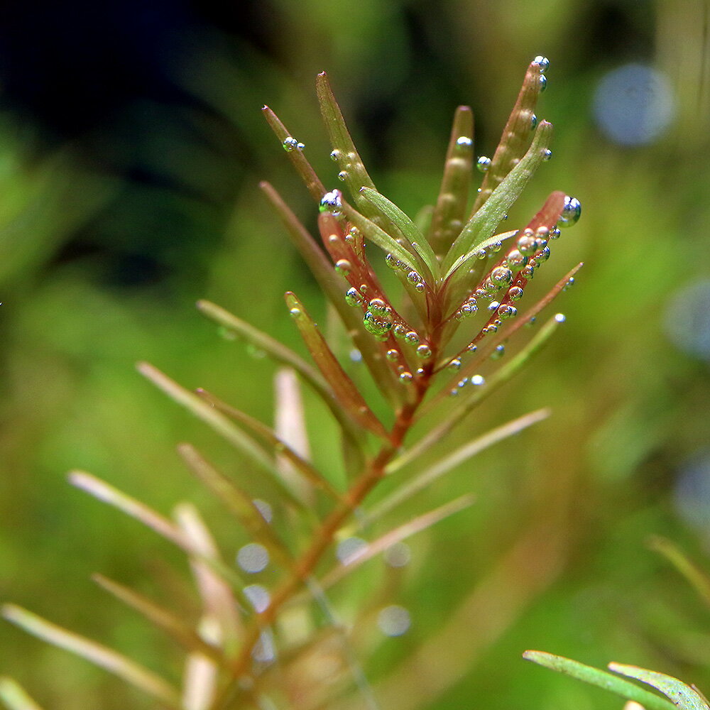 �ʿ���˥�����sp���쥤��ܡ��ʿ���աˡ�̵�����ˡ�10�ܡ�