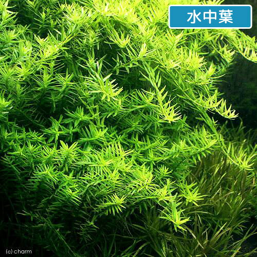 （水草）ロタラ　ロトンディフォリア　GOUTIN−RED（水上葉）（無農薬）（10本）