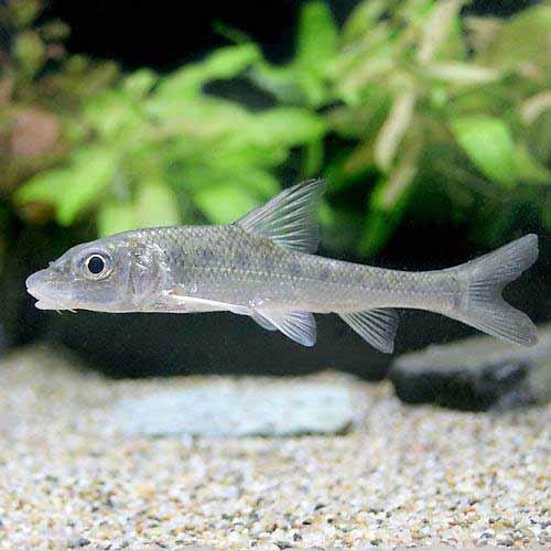 （淡水魚）ニゴイ（1匹）のサムネイル