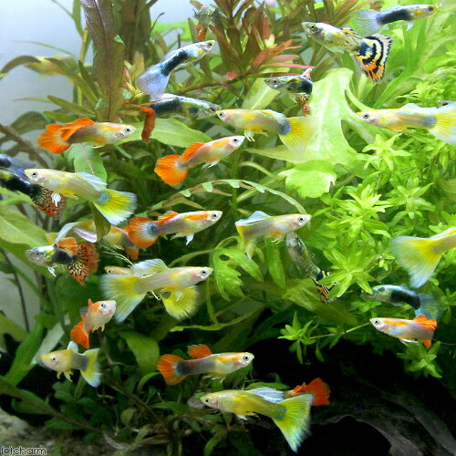 ��Ǯ�ӵ��˳��񻺥ߥå������åԡ���3�ڥ��ˡ��̳�ƻ���彣�Ҷ������ݲ�