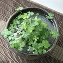 （ビオトープ）水辺植物　私の小さなアクアリウム　～シャリッと益子　DE　幸せムチカセット（足付深丼　炭化）～　本州四国限定【HLS_DU】