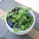 (ビオトープ)水生植物 私の小さなアクアリウム 〜シャリッと益子 DE 幸せムチカセット(足付深丼 白マット)〜 本州四国限定