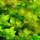 (水草)ウォーターバコパ(水中葉)(無農薬)(10本)