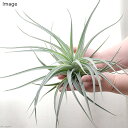 (観葉植物)エアープランツ チランジア ディディスティカ(1株)