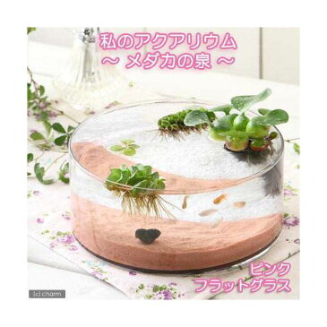 (めだか)私のアクアリウム 〜メダカの泉〜 ピンク フラットグラス(直径25×H9cm) 飼育セット 本州四国限定