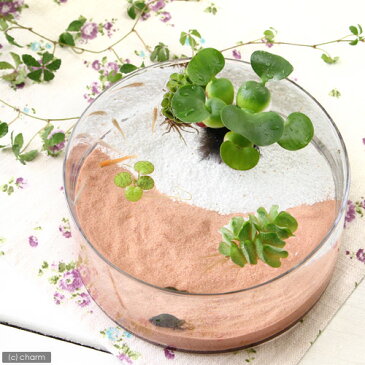 (めだか)私のアクアリウム 〜メダカの泉〜 ピンク フラットグラス(直径25×H9cm) 飼育セット 本州四国限定