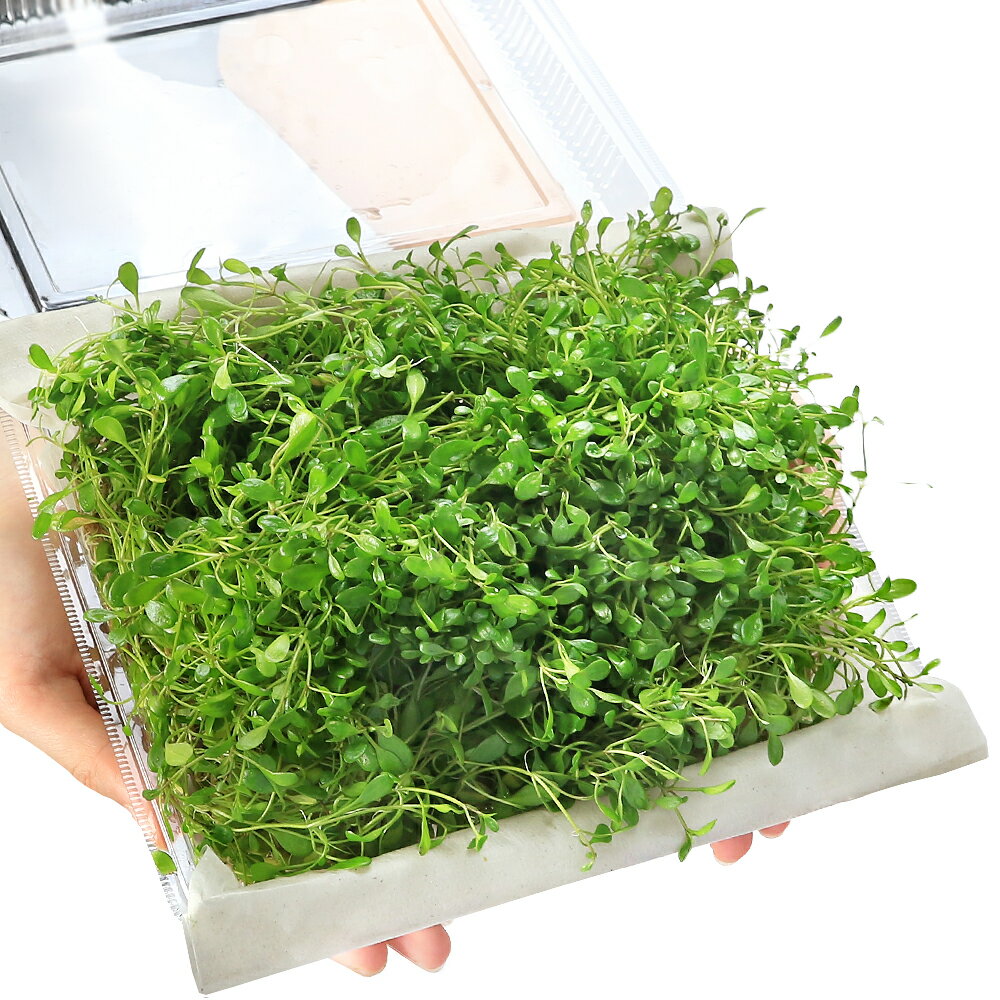  ���� �O���b�\�X�e�B�O�} ����t �吷��@�y�t�� ��� ��  1�p�b�N �@�k�C���E��B�q��֗v�ۉ�