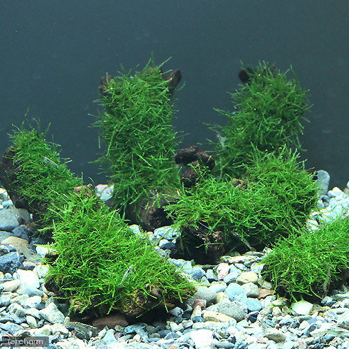 （水草）育成済　ウィローモス　流木　SSサイズ（約10cm）（無農薬）（1本）　北海道航空便要保温