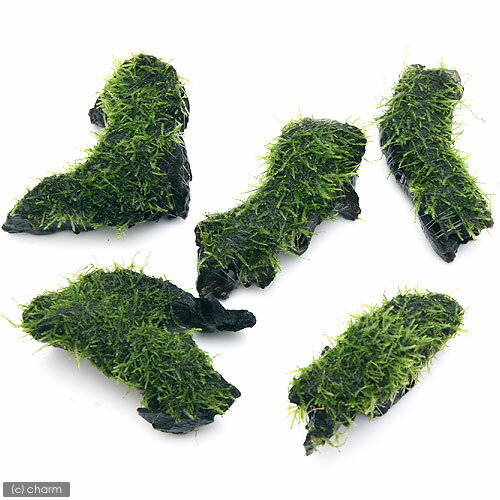 �ʿ���ˡ������ѡ������������⥹��ή�ڡ�SS����������10cm�ˡʿ����աˡ�̵�����ˡ�1�ܡ�