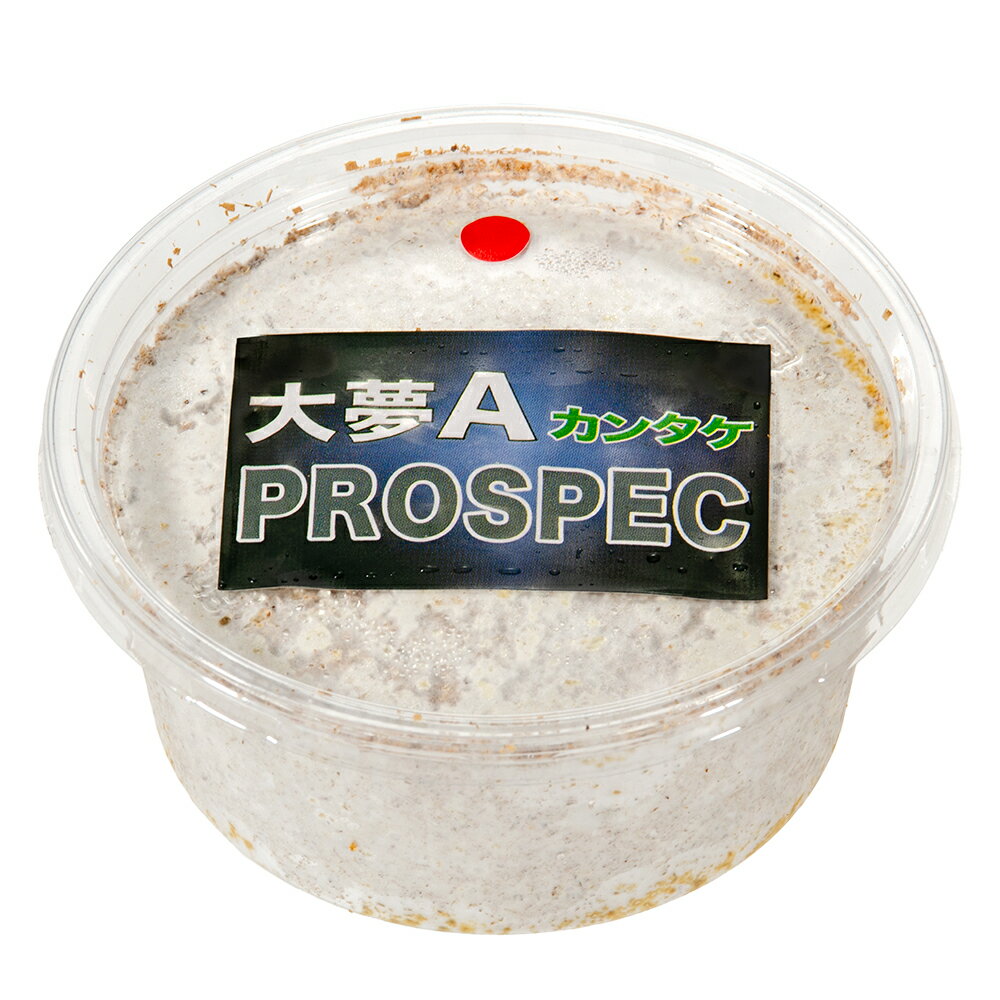 �ݻ奫�åס���̴A���ץ����ڥå����ʥ��󥿥��ˡ����åס�200cc��10��