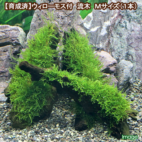 （水草）★育成済★ ウィローモス 流木 Mサイズ（約20cm）（水中葉）（無農薬）（1本）