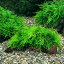 （水草）育成済　ジャイアント南米ウィローモス　流木　Sサイズ（約15cm）（水中葉）（無農薬）（1本）