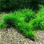 （水草）育成済　ジャイアント南米ウィローモス　流木　Lサイズ（約25cm）（水中葉）（無農薬）（1本）