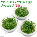 ■前景草の定番種です！■（水草）グロッソスティグマ（水上葉）　プリンカップ（無農薬）　（3個）販売名グロッソスティグマ別名グロッソ学名（※）Glossostigma　elatinoides（※）…改良品種や学名が不明の種は流通名での記載の場合があります。分類 ゴマノハグサ科（Scrophulariaceae）分布オーストラリアどんな種類？地を這う明るい緑の丸葉で底床を埋め尽くす、前景草の定番中の定番です。地面をびっしりと覆うように成長する為、同じ前景草でもテネルスやヘアーグラスの様に高さが出ず、広々とした空間を演出することができる種類です。緑の絨毯を作るには高光量とCO2の添加が必須です。また一旦生長をはじめるとそのスピードが非常に早い為、ソイル系の底床を使用し、葉の様子を見ながら、液体肥料と固形の追加肥料を併用するのがお勧めです。肥料分が不足すると葉の色が抜けて黄色っぽい色合いとなります。光量の要求量が高めで、他の草の陰になる様な場所では伸び上がる事があると言うことは広く知られていますが、盲点になりやすいのが消灯時の明るさ。昼夜逆転管理を行っている等、消灯時でも薄明るい環境だと伸び上がってしまうことが有りますので注意が必要です。CO2添加量は多めにと言われることが多いですが、こちらも成長の早さが主な要因です。他の要素が不足している時に、CO2のみを過添加すると育成に障害が出ることがあります。光量、肥料、CO2のバランスを整えさえすれば育成自体は簡単です。水質や水温が多少変動しても成長が止まったりすることも無く、レイアウトに併せてランナーや葉を大きく刈り込んでしまっても問題ありません。逆に 適した環境下では、非常に生命力旺盛で他の草が植えられている区間にもどんどん進出し、高さの低い石や流木であればランナーで乗り越えてしまうこともあります。グロッソを生やしたくない区画がある場合は定期的にランナーをカットしましょう。植え込みの際ですが、ポットをばらすと分かりますが、グロッソスティグマはランナーに一定間隔で葉がついた構造となっています。ランナーを1本3〜4cmにカットし、一番先の葉だけが出るように底床に浅い角度で植え込みます。間隔は4〜5cmに1枚葉が出る程度がお勧めです。状態良く長期間維持していると部分的に2重3重に葉が重なっている部分が発生します。こうなった場合、光が当たらない部分が枯れ、コケの原因となることもあります。厚みを増した部分は、先の細いハサミでランナーを適度にカットしながら間引き、光が当たらない部分を減らしましょう。グロッソスティグマに適した環境に設定した場合、成長の遅い草はコケが付きやすくなります。また古くなった葉にもコケが付きやすくなるのでコケ取りにはオトシンネグロやヤマトヌマエビ等の能力の高い生体がお勧めです。水上⇔水中の移行が早く、夏の間は屋外でビオトープとして楽しむことができる種類です。花は非常に小さく目立たない為、葉姿を楽しむ草と言えます。育成要件＆データ育成難易度　→　★★★☆☆光量　　　　　→　60cm20W3灯以上（2400〜3000lm）CO2　　　　 →　1滴／3秒（60cm標準水槽相当）pH　　　　　　→　5〜7pHGH　　　　 　 →　0〜6kH　　　　　　→　0〜6温度　　　　　→　20〜28度底砂　　　　　→　ソイル、砂植栽位置　　→　前■□□□□後草姿　　　　　→　有茎草最大草姿　　→　横1cm　高さ1cm生長速度　　→　速い増殖方法　　→　ランナー※…育成環境は一例です。必ずしもこの環境下であれば育つことを確約するものではございません。注意※表記サイズは1株（1本）でのおおよその目安です。育成環境や、成長の度合いにより最大サイズは異なります。※入荷状況等により、ポットなし1ポット分での発送となる場合がございます。グロッソスティグマが（高さ4cm内径6cm）のプリンカップにギッシリ入った商品です！プリンカップでのお届けになります。※植物の特性上、根元付近の下葉が枯れているものが多く含まれます。ご使用の際は残っている土を落とし根付きの状態で植栽するか、新芽部を切り取り植栽してください。※商品のご到着後は、早めの開封、植栽をよろしくお願いいたします。梱包されたまま1日以上経ちますと腐りの原因となります。PSBQ10　ピーエスビーキュート　淡水用　30mL5個セット　光合成細菌　バクテリア　熱帯魚（生餌）淡水用　微生物で水質向上セット　エサ用ゾウリムシミックス＋PSBQ10　本州四国限定Plants　Green　プランツグリーン　250ml　（水草の栄養液）（熱帯魚）オトシンクルス（3匹）　北海道・九州航空便要保温（エビ）ミナミヌマエビ（10匹）（＋1割おまけ）　北海道・九州航空便要保温（エビ・貝）カラーサザエ石巻貝（3匹）　北海道・九州航空便要保温Fe　Energy（エフイーエナジー）　400g　5mm　（水草の栄養素）お一人様3点限り　魚が簡単に飼える　リーフプロソイル　pHダウン　8L　pH4．5〜5．5　吸着ソイル　国産　熱帯魚　用品日本動物薬品　ニチドウ　水草が育つCO2リキッド　2本入　（緑）アクロ　化学反応式CO2ジェネレーターセット　クエン酸重曹付属　水草育成 … 熱帯魚　_wp　_aqua　水草　溶岩石付　all_plants　穴あき溶岩石　グロッソスティグマはこちら　grosso_stingma　グロッソスティグマ　wp_kywrd　grosso　GreenCarpet　saki27to09　wptop1_180307　wptop7_180314　wp2000fes（水草）グロッソスティグマ（水上葉）プリンカップ（無農薬）（1個）構成する商品内容は在庫状況により予告無く変更になる場合がございます。予めご了承下さい。■この商品をお買い上げのお客様は、下記商品もお買い上げです。※この商品には付属しません。■PSBQ10　ピーエスビーキュート　淡水用　30mL5個セット　光合成細菌　バクテリア　熱帯魚（生餌）淡水用　微生物で水質向上セット　エサ用ゾウリムシミックス＋PSBQ10　本州四国限定Plants　Green　プランツグリーン　250ml　（水草の栄養液）（熱帯魚）オトシンクルス（3匹）　北海道・九州航空便要保温（エビ）ミナミヌマエビ（10匹）（＋1割おまけ）　北海道・九州航空便要保温（エビ・貝）カラーサザエ石巻貝（3匹）　北海道・九州航空便要保温Fe　Energy（エフイーエナジー）　400g　5mm　（水草の栄養素）お一人様3点限り　魚が簡単に飼える　リーフプロソイル　pHダウン　8L　pH4．5〜5．5　吸着ソイル　国産　熱帯魚　用品日本動物薬品　ニチドウ　水草が育つCO2リキッド　2本入　（緑）アクロ　化学反応式CO2ジェネレーターセット　クエン酸重曹付属　水草育成