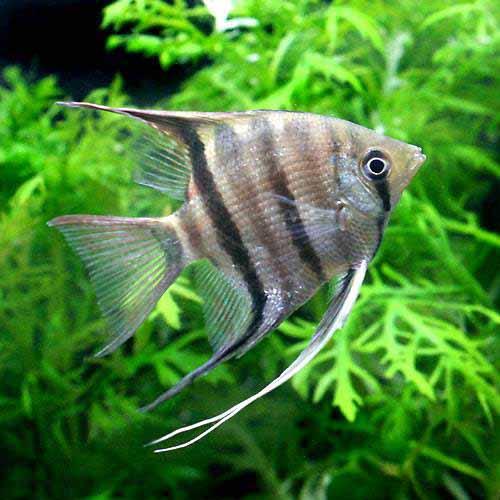 Angel Fish - （熱帯魚）ドゥメリリ・エンゼルフィッシュ（ワイルド）（1匹）　北海道・九州航空便要保温