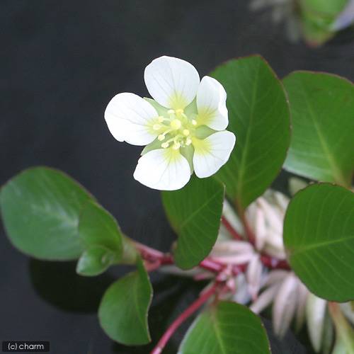 ������˥�ɥ����������ե����ƥ��󥰥ץ��ȡ�̵�����ˡ�9�ܡ�