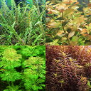 水草管理スタッフお勧め水草セット(無農薬)(1種5本)