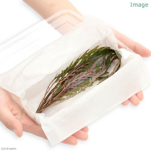 �ʿ���˥ϥ������ե��顡�ԥ�ʥƥ��ե����ʿ����աˡ�̵�����ˡ�3�ܡ�