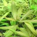 サラワクで採取されたハイグロフィラの仲間です！サラワクローズハイグロ販売単位本（バラ）発送サイズ10cm以上別名ハイグロフィラ　sp．サラワク学名（※）Hygrophila　Polysperma“Sarawak”（※）…改良品種や学名が不明の種は流通名での記載の場合があります。分類キツネノマゴ科（Acanthaceae）オギノツメ属（Hygrophila）分布東南アジアどんな種類？育成難易度　→　★★★☆☆キツネノマゴ科（Acanthaceae）の植物。サラワクで採取されたハイグロフィラの仲間です。通常のポリスペルマより匍匐しやすいタイプです。光量が強いと赤みが増しますが、ほんのり色づく程度です。育成特にCO2添加を必要とせず光量も60cm水槽で2灯あれば十分育ちます。葉が柔らいのでエビの餌としても効果があります。 水草の中でも成長が速いので、水槽立ち上げ初期の水草として水中の養分を素早く吸収し、コケをなるべく抑え、底床バクテリアの繁殖を促進します。育成要件＆データ光量　　　　　→　60cm20W2灯以上CO2　　　　 →　無くても可　1滴／3秒（60cm標準水槽相当）pH　　　　　　→　5〜7GH　　　　 　 →　0〜6kH　　　　　　→　0〜6温度　　　　　→　20〜28度底砂　　　　　→　ソイル、砂、大磯、推奨水槽　　→　30cm以上植栽位置　　→　前□■■□□後草姿　　　　　→　有茎草最大草姿　　→　−生長速度　　→　速い増殖方法　　→　差し戻し※…育成環境は一例です。必ずしもこの環境下であれば育つことを確約するものではございません。注意※表記サイズは1株（1本）でのおおよその目安です。育成環境や、成長の度合いにより最大サイズは異なります。※入荷状況等により、ポットなし1ポット分での発送となる場合がございます。PSBQ10　ピーエスビーキュート　淡水用　30mL5個セット　光合成細菌　バクテリア　熱帯魚（生餌）淡水用　微生物で水質向上セット　エサ用ゾウリムシミックス＋PSBQ10　本州四国限定Plants　Green　プランツグリーン　250ml　（水草の栄養液）（熱帯魚）オトシンクルス（3匹）　北海道・九州航空便要保温（エビ）ミナミヌマエビ（10匹）（＋1割おまけ）　北海道・九州航空便要保温Fe　Energy（エフイーエナジー）　400g　5mm　（水草の栄養素）日本動物薬品　ニチドウ　水草が育つCO2リキッド　2本入　（緑）アクロ　化学反応式CO2ジェネレーターセット　クエン酸重曹付属　水草育成 … 熱帯魚　_aqua　水草　前景草　横に広がる　all_plants　wp_kywrd　20110224　TK　oa614xnm水草　o14xm_sawacwp　wptop3_190508　p5mizbrk2305・（水草）サラワクローズハイグロ（無農薬）（1本） 構成する商品内容は在庫状況により予告無く変更になる場合がございます。予めご了承下さい。■この商品をお買い上げのお客様は、下記商品もお買い上げです。※この商品には付属しません。■PSBQ10　ピーエスビーキュート　淡水用　30mL5個セット　光合成細菌　バクテリア　熱帯魚（生餌）淡水用　微生物で水質向上セット　エサ用ゾウリムシミックス＋PSBQ10　本州四国限定Plants　Green　プランツグリーン　250ml　（水草の栄養液）（熱帯魚）オトシンクルス（3匹）　北海道・九州航空便要保温（エビ）ミナミヌマエビ（10匹）（＋1割おまけ）　北海道・九州航空便要保温Fe　Energy（エフイーエナジー）　400g　5mm　（水草の栄養素）日本動物薬品　ニチドウ　水草が育つCO2リキッド　2本入　（緑）アクロ　化学反応式CO2ジェネレーターセット　クエン酸重曹付属　水草育成