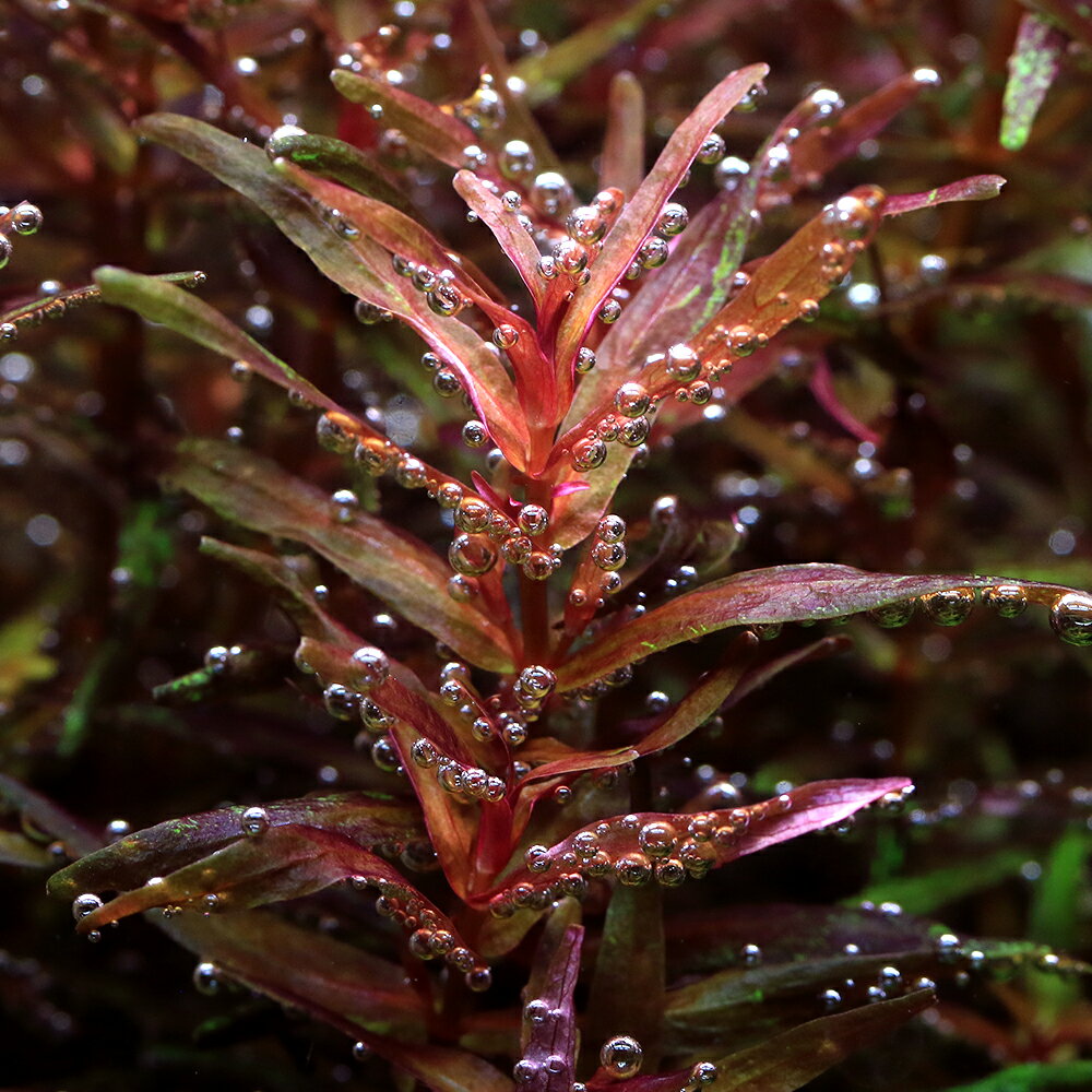 （水草）ベトナムゴマノハグサ（水上葉）（無農薬）（10本）