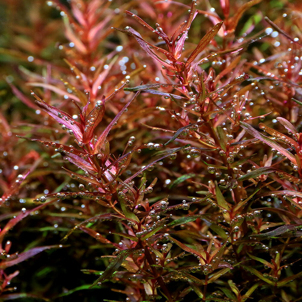 （水草）ロタラ　マクランドラ　ナローリーフ（水中葉）（無農薬）（6本）