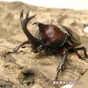 （昆虫）国産カブトムシ　幼虫（2〜3令）（50匹）　沖縄別途送料　北海道・九州航空便要保温