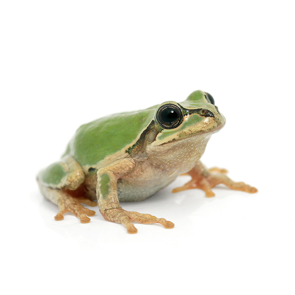 両生類 ニホンアマガエル 3匹 北海道・九州航空便要保温