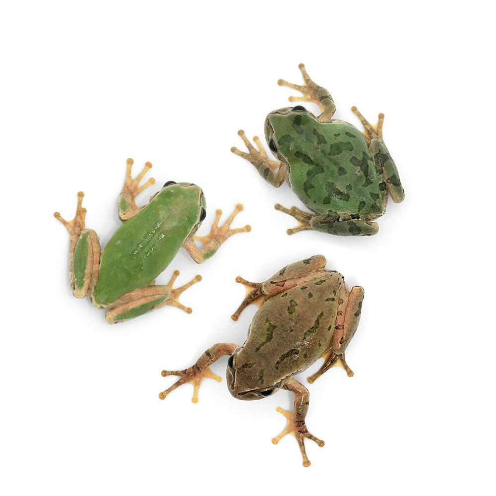 (両生類)ヒガシニホンアマガエル WC個体(3...の紹介画像2