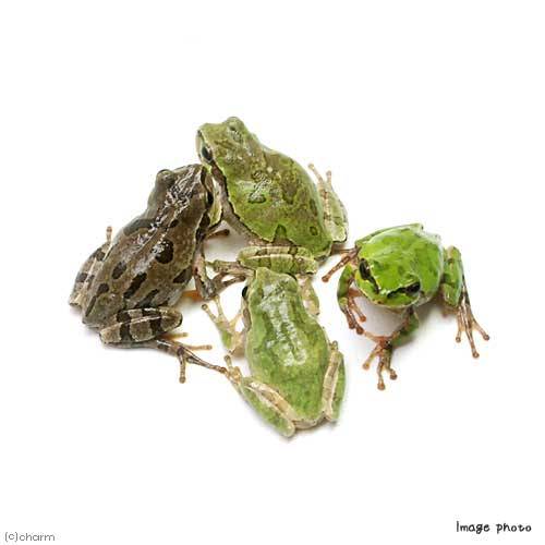 (両生類)ヒガシニホンアマガエル WC個体(3...の紹介画像3