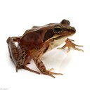 ニホンアカガエルサイズについてお送りする個体は4．0〜6．0cm前後のものとなります。オスメスの指定はできません。予めご了承ください。ワイルド個体のため多少のスレ、指欠けがある場合がございます。予めご了承ください。別名日本赤蛙学名（※）Rana　japonica（※）…学名が不明の種は流通名での記載の場合があります。生息地本州、四国、九州、佐渡島飼育要件（※）最大全長　　　→　75mm温度　　　　　　→　15〜25℃程度生活場所　　　→　半陸棲餌　　　　　　 　→　生餌総合難易度　★★☆☆☆※…飼育要件は一例です。必ずしもこの環境下であれば飼育・ブリードできることを確約するものではございません。どんな種類？日本に数多く生息しているアカガエル科（Ranidae）を代表する日本の固有種です。名前の通り、全身が赤〜褐色をしています。主に落ち葉の下などに潜む節足動物をエサとし、真冬になっても暖かい日には活動するようで、一部の個体は冬眠をしない可能性もあるようです。近縁種にヤマアカガエルがいますが、背側線が目元付近で外側に膨らむことなどから区別することが出来ます。飼育は難しくなく、エサ食いも良いためあまり飼育に困ることはありませんが、跳躍力がとても高いため脱走には注意しましょう。飼育のコツ中型のカエルなので、45cm程度のケージがあった方がよいでしょう。跳躍力が非常に強いため、しっかりと蓋ができるものを使ってください。底床にはヤシガラや大磯など、誤って口に入れても排出される程度の粒のものを使いましょう。ケース内には大き目の水容器、可能ならアクアテラリウムにしても面白いです。餌はコオロギなどの昆虫がメインになります。餌は口に入る程度の大きさのものが良いでしょう。与える際はダスティングやガットローディングなどで栄養価を高めてから与えるようにしましょう。複数飼育の注意点シェルターをきちんと用意すればある程度の匹数を同時に飼育することは可能です。繁殖—その他※生態系の破壊につながるため、飼育している生体は決して逃がさないようにご注意下さい。※両生類の仲間は体表に微弱な毒を持っています。触ったあとは必ず手を洗い、目などをこすらないようにご注意下さい。GEX　エキゾテラ　ウォーターディッシュ　M　爬虫類　水入れ　ジェックスビバリア　マルチパネルヒーター　32W　爬虫類　両生類　パネルヒーター　保温カルシウムパウダー　マルベリープラス　50g　両生・爬虫類専用　飼料添加剤　爬虫類　サプリメント　添加剤 … Bombina　カエル　両生　両爬生体　亀・爬虫類カエル　amp_Frog　amp_Land_Frog　terra_seitai　kokuubinn_ng　ニホンアカガエル　日本赤蛙　Rana　japonica　YM　reptile_databas　kaijyo■この商品をお買い上げのお客様は、下記商品もお買い上げです。※この商品には付属しません。■GEX　エキゾテラ　ウォーターディッシュ　M　爬虫類　水入れ　ジェックスビバリア　マルチパネルヒーター　32W　爬虫類　両生類　パネルヒーター　保温カルシウムパウダー　マルベリープラス　50g　両生・爬虫類専用　飼料添加剤　爬虫類　サプリメント　添加剤