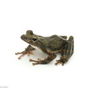 (両生類)カジカガエル オス WC個体(1匹) 北海道・九州航空便要保温