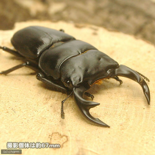 �ʺ���˥�����󥪥����塞�������������ѻ�������ʽ��2��ˡ�1ɤ�ˡ��̳�ƻ���彣�Ҷ������ݲ�