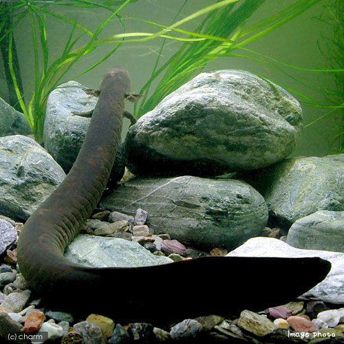 ��ξ����ˡ�B�ʡ˥��졼������������1ɤ�ˡ��̳�ƻ�Ҷ������ݲ�