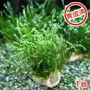 （水草）育成済　ライフマルチ（茶）バブルモス（水中葉）（無農薬）（1個）