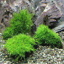 (水草)★育成済★ 南米ウィローモス 流木 SSサイズ(約10cm)(水中葉)(無農薬)(1本)