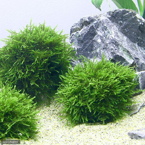 (水草)★育成済★ モスムーン(南米ウィローモス)Sサイズ(水中葉)(無農薬)(1個)