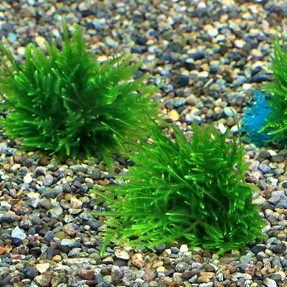 （水草）★育成済★ ジャイアント南米ウィローモス ボール（水中葉）（無農薬）（3個）