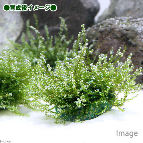 （水草）巻きたて　バブルモス　ボール（水中葉）（無農薬）（3個）