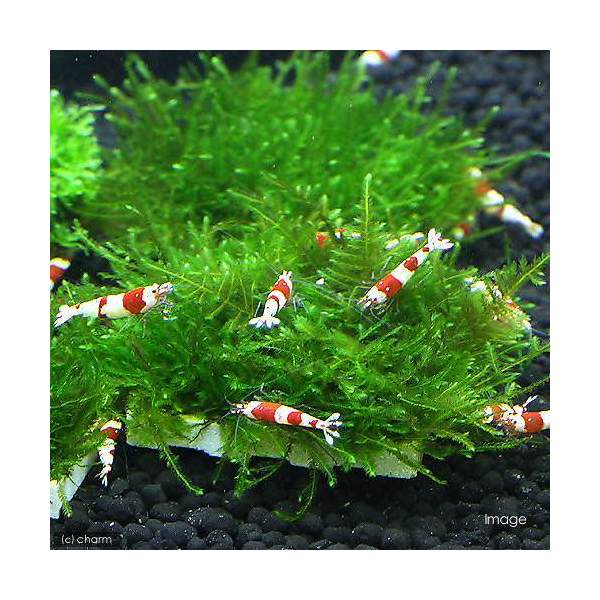 （水草）★育成済★　ジャイアント南米ウィローモス　タイル（水中葉）（無農薬）（1個）