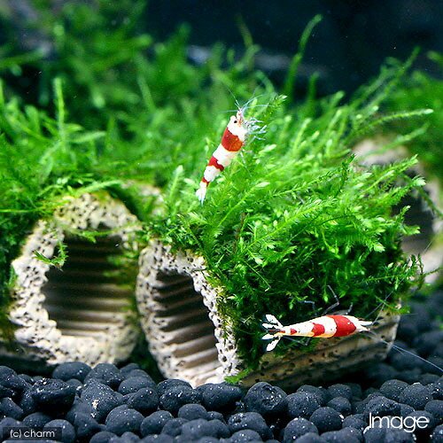 （水草）巻きたて　ライフマルチ（茶）ジャイアント南米ウィローモス（水中葉）（...
