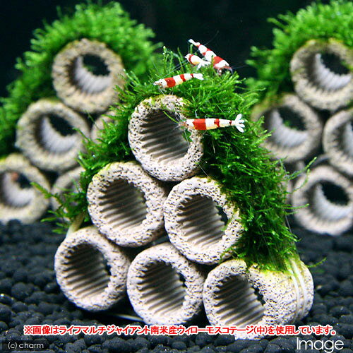 （水草）巻きたて　ライフマルチ（茶）ジャイアント南米ウィローモスコテージ（小...