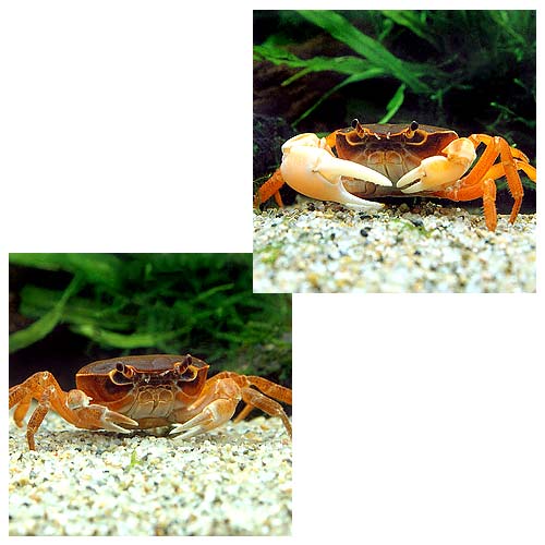 �ʥ��ӡ����ˡ˥��塞�ˡ���åɡ�1ɤ��