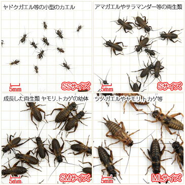 （生餌）フタホシコオロギ　S　1．5グラム（約30匹）　爬虫類　両生類　餌　エサ　沖縄・離島不可　タイム便・航空便不可