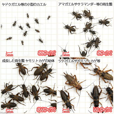 （生餌）フタホシコオロギ　S　6．0グラム（約120匹）　爬虫類　両生類　餌　エサ　沖縄・離島不可　タイム便・航空便不可