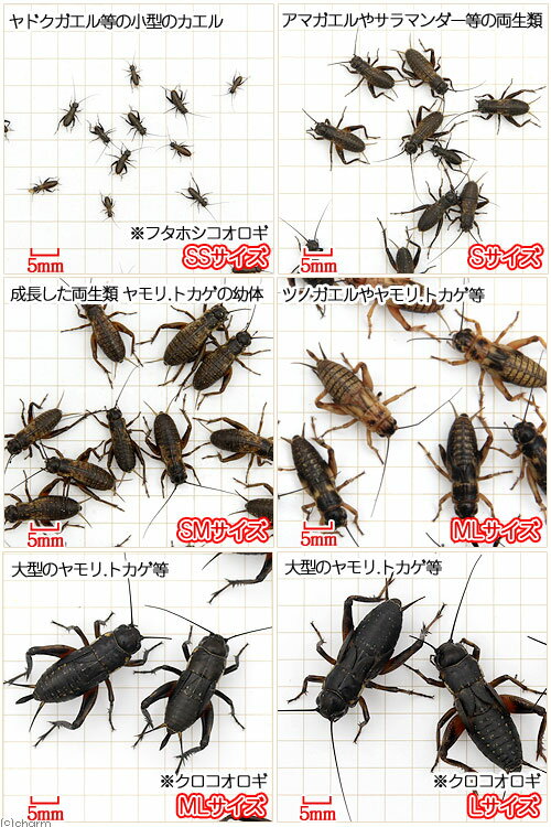 激安直営店 NPF コオロギ 缶入り 40g 両生類 爬虫類 ハリネズミ フード 餌 エサ 缶詰 ナチュラルペットフーズ コオロギ 40g