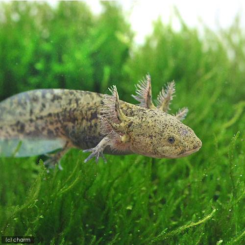 ��ξ����˥����ѡ��롼�ѡ����ޡ��֥롡S��������1ɤ�ˡ��̳�ƻ���彣�Ҷ������ݲ�