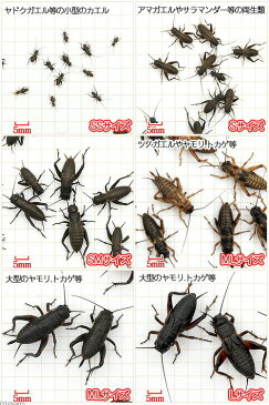 （生餌）クロコオロギ（フタホシコオロギ）　SM　20グラム（約100匹）　爬虫類　両生類　大型魚　餌　エサ　沖縄・離島不可　タイム便・航空便不可