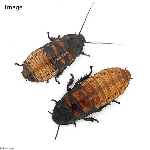 �ʺ���˥ޥ��������르���֥ꡡ�ݥ�ƥ�ȡ�����1ɤ�ˡ��̳�ƻ���彣�Ҷ������ݲ�